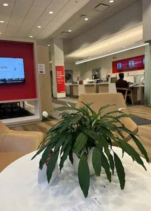 SCOTIA BANK offices